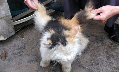 cat with wings