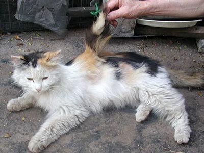 cat with wings