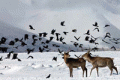 Red Deers in Hami city
