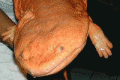 The giant Chinese salamander elected the strangest in the world