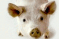 Wim Delvoye's Chinese pigs
