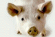 Wim Delvoye's Chinese pigs