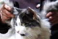 A Chinese cat with « wings »