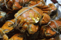 The hairy crab season has started
