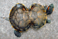 A « gourd-shaped turtle » on a Chinese market