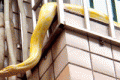 A 3 meter Boa causing panic in Chongqing