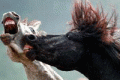 Horse fighting during traditional Miao festival