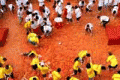Tomato fight takes off in China