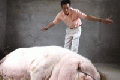 A 1-ton "Pig King" is vegetarian