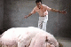A 1-ton "Pig King" is vegetarian